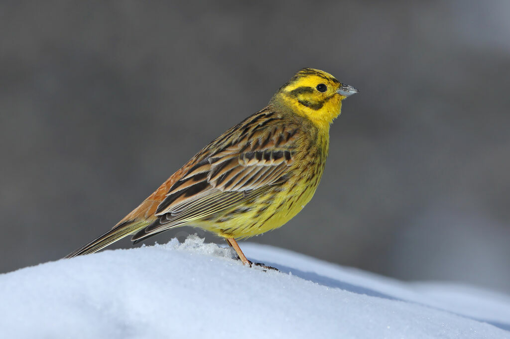 Bruant jaune mâle adulte nuptial, identification