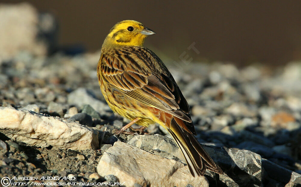 Bruant jaune mâle adulte nuptial, identification