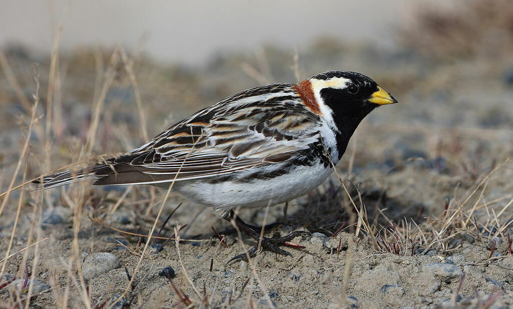 Lapland Longspur