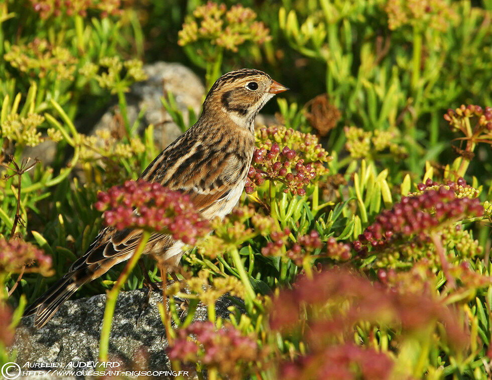 Lapland Longspur