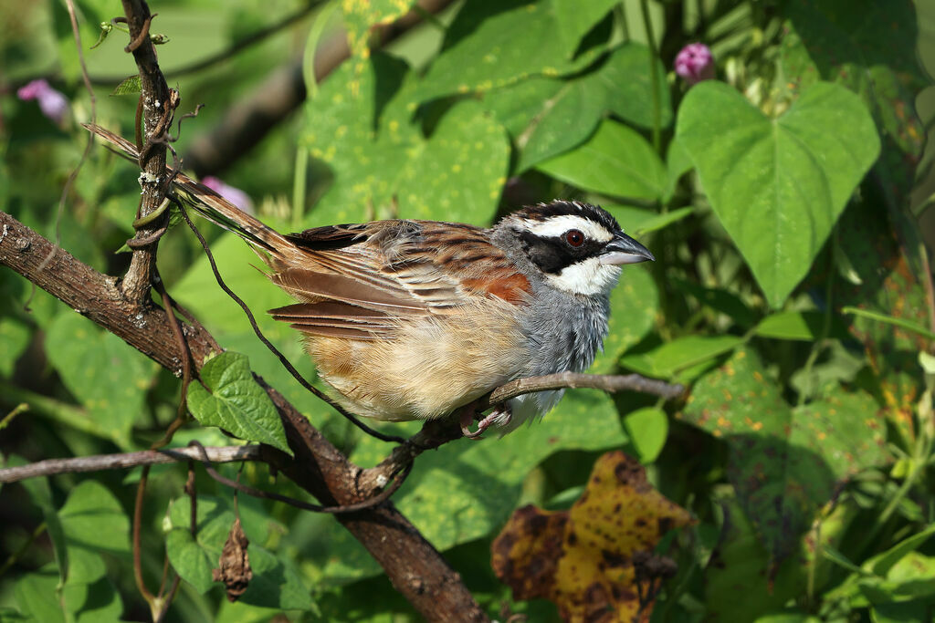 Stripe-headed Sparrow