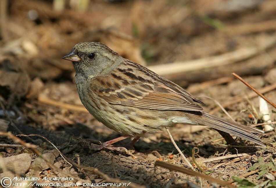 Black-faced Bunting, identification