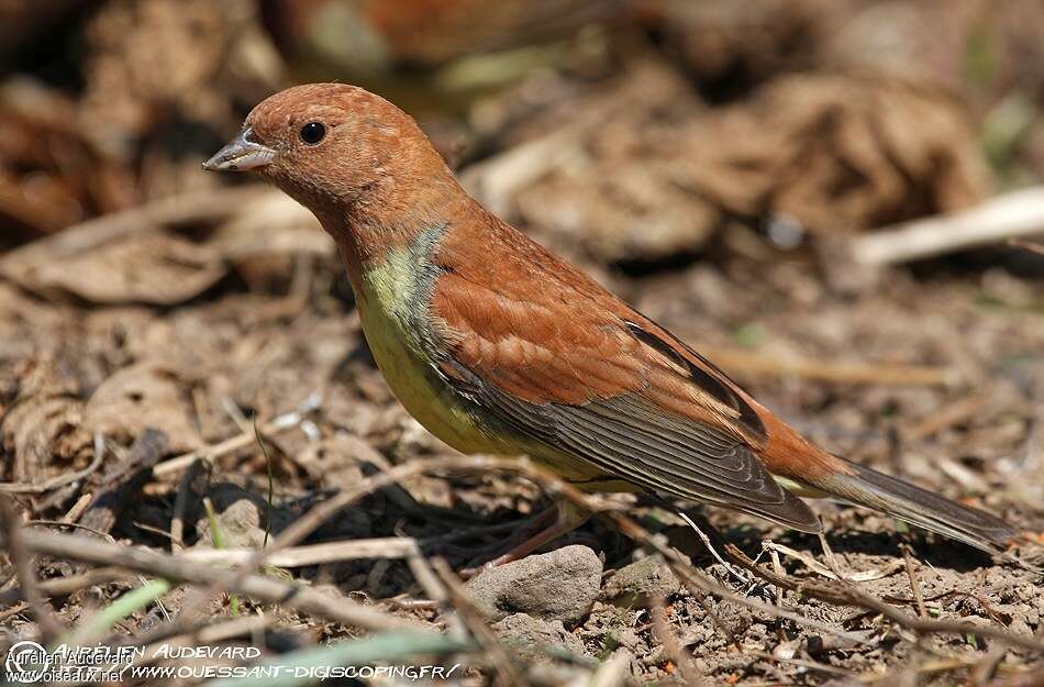 Chestnut Bunting male adult, pigmentation
