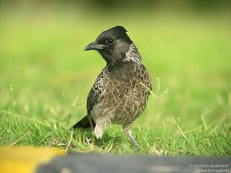 Red-vented Bulbul