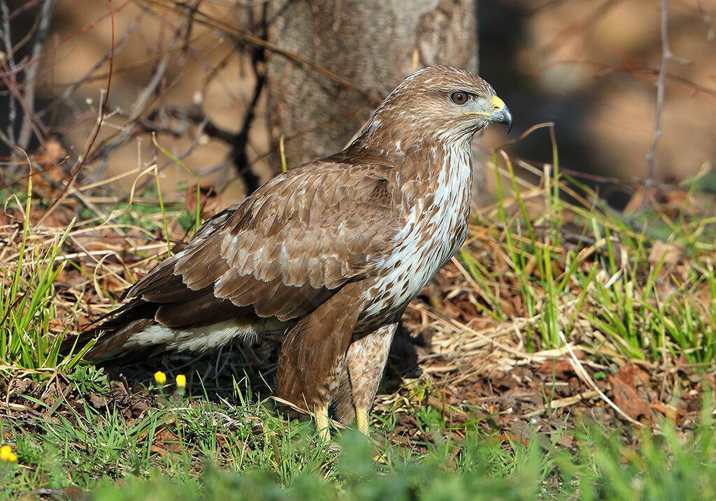 Buse variable, identification
