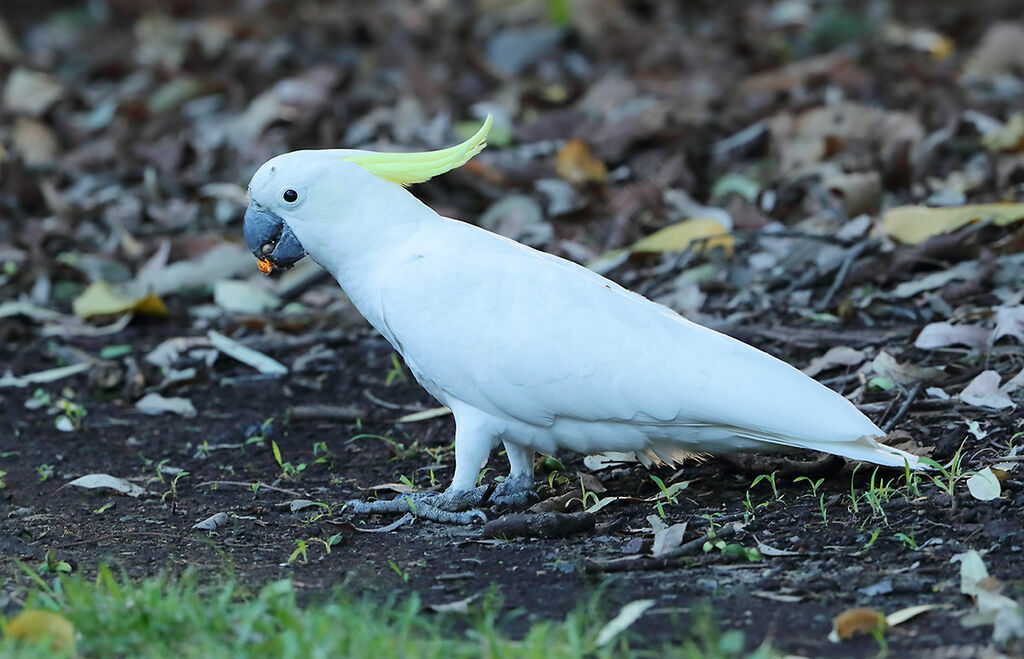 Sulphur-crested Cockatoo, identification