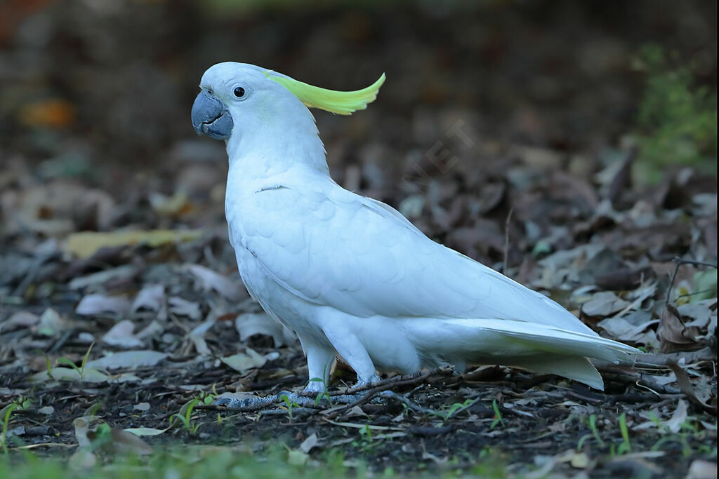 Sulphur-crested Cockatoo, identification