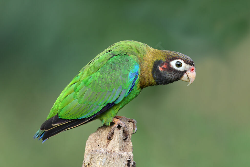 Brown-hooded Parrot