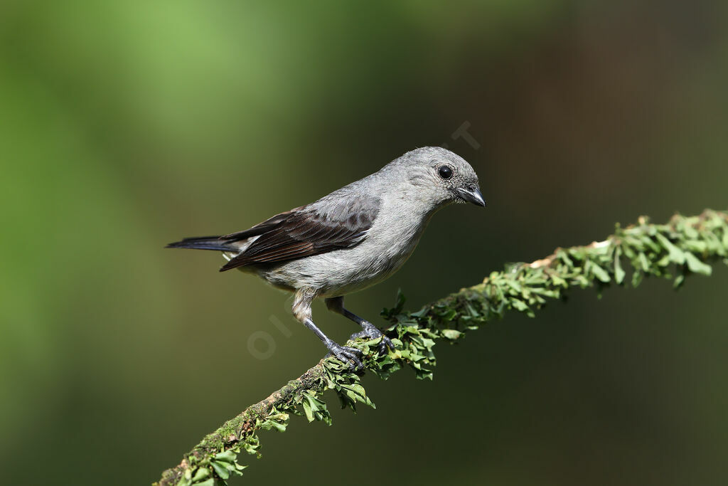 Plain-colored Tanager