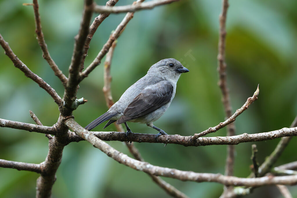 Plain-colored Tanageradult breeding, identification