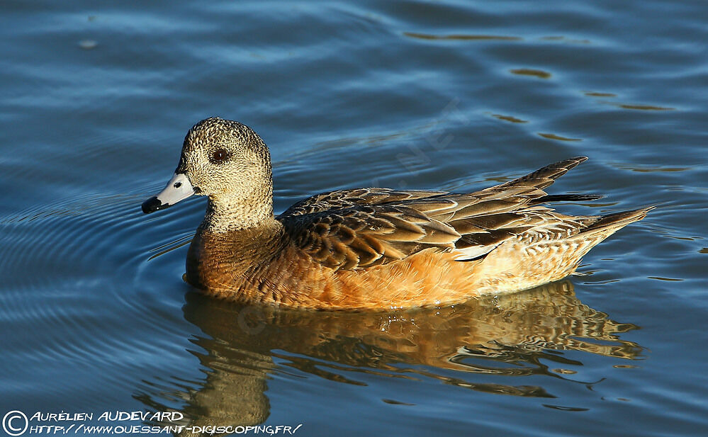 American Wigeon