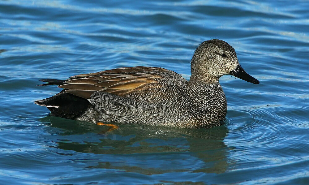 Canard chipeau