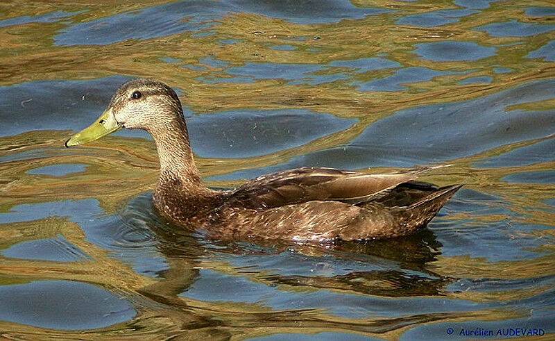 Canard noir mâle adulte