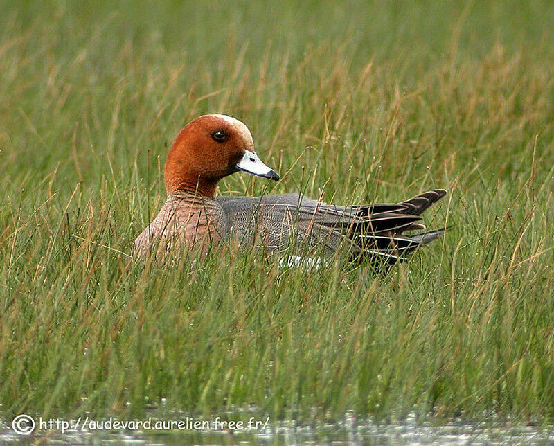 Canard siffleur mâle adulte nuptial