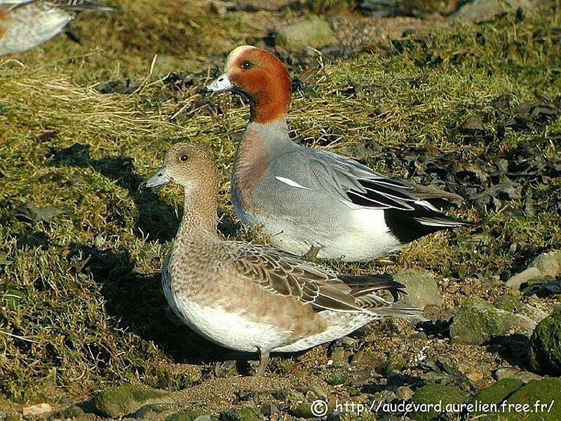 Canard siffleur adulte nuptial