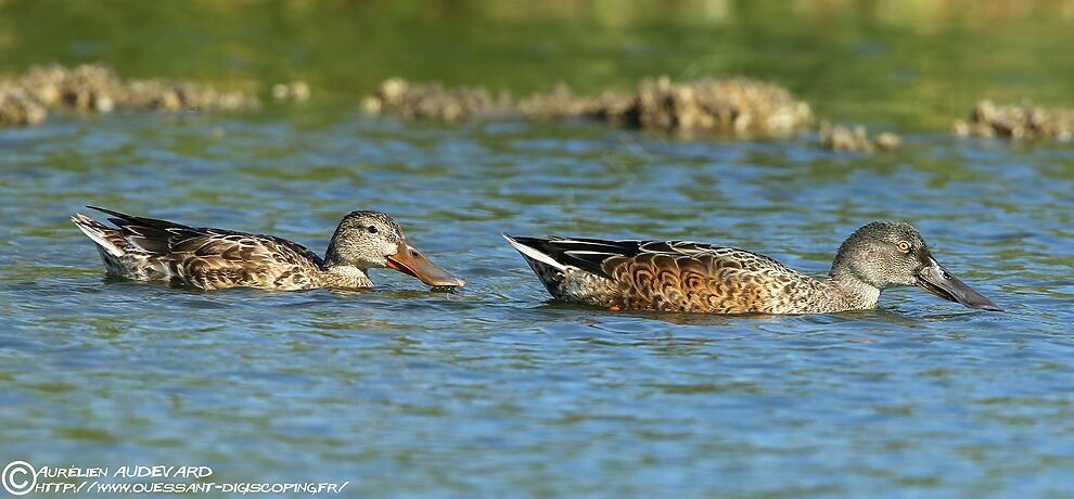 Canard souchet