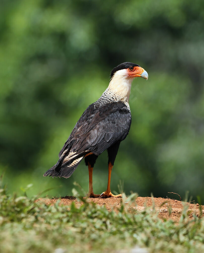 Caracara huppéadulte nuptial