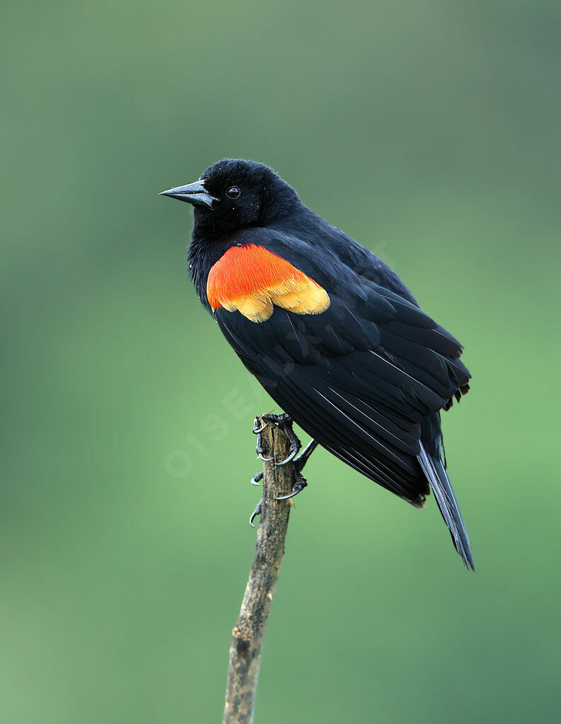 Red-winged Blackbird