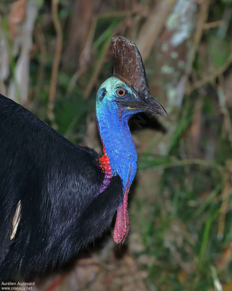 Southern Cassowary male adult breeding, close-up portrait