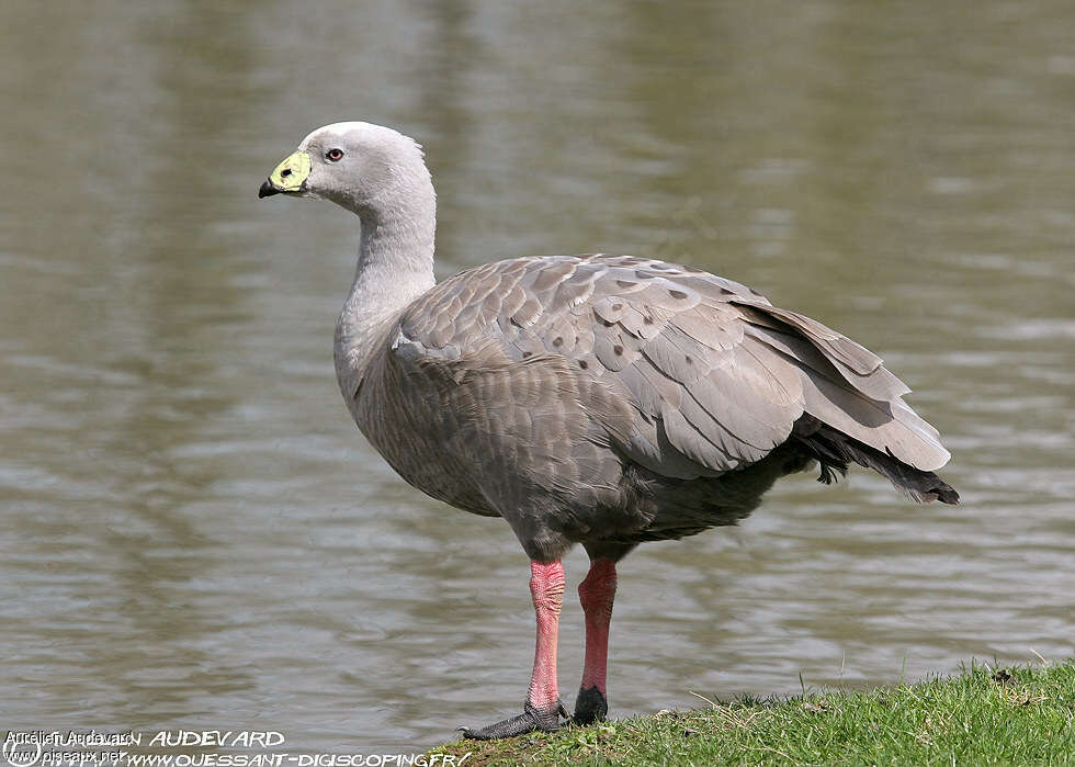 Céréopse cendréadulte, identification