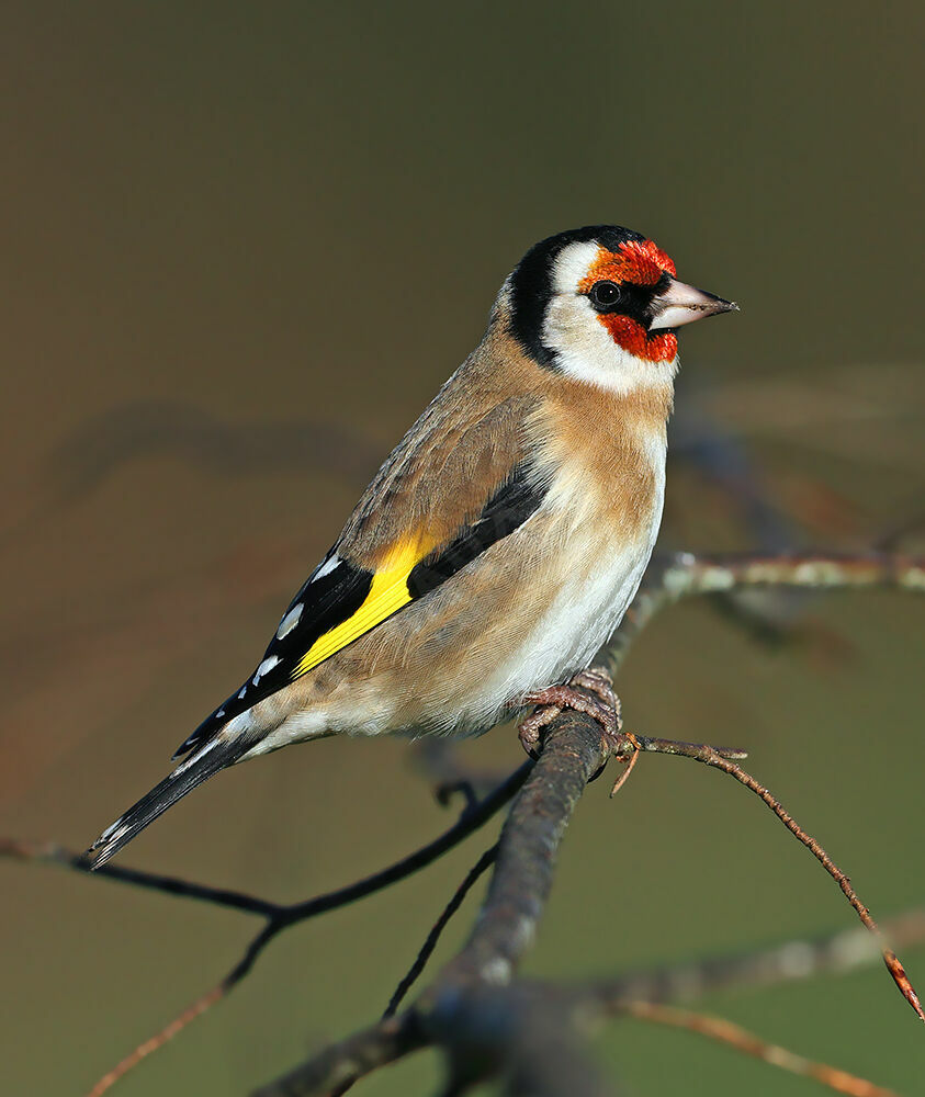 Chardonneret élégant