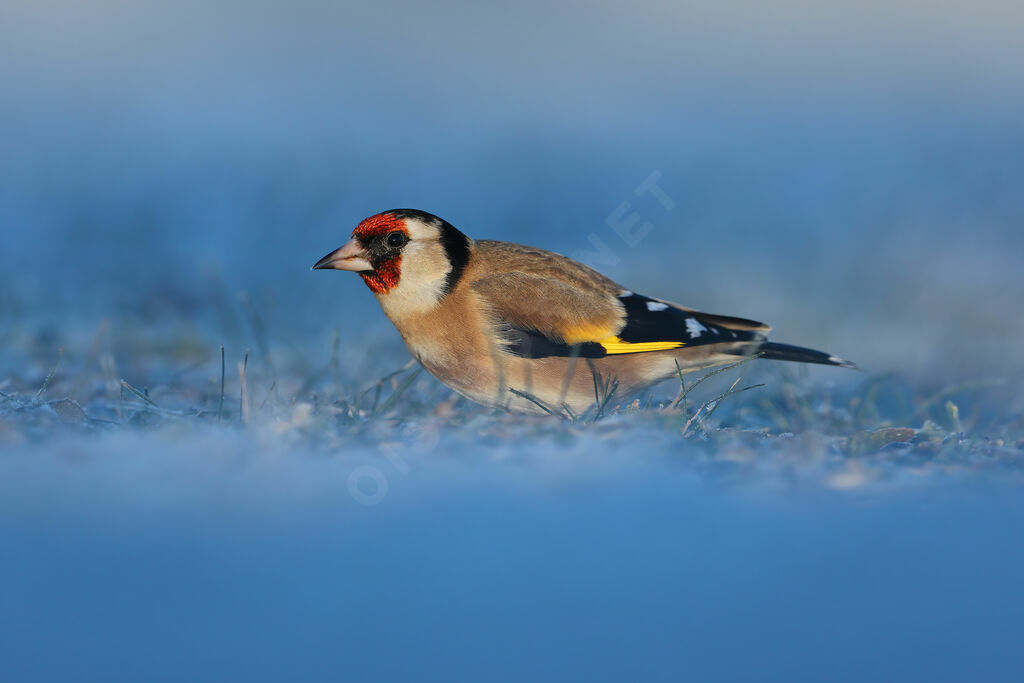 Chardonneret élégant