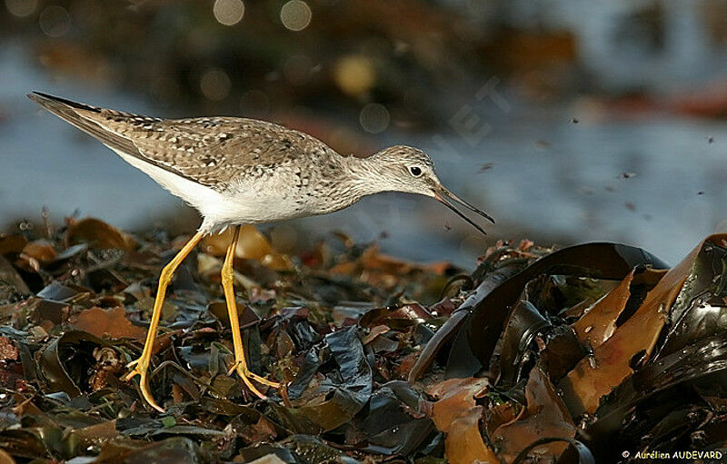 Lesser Yellowlegs