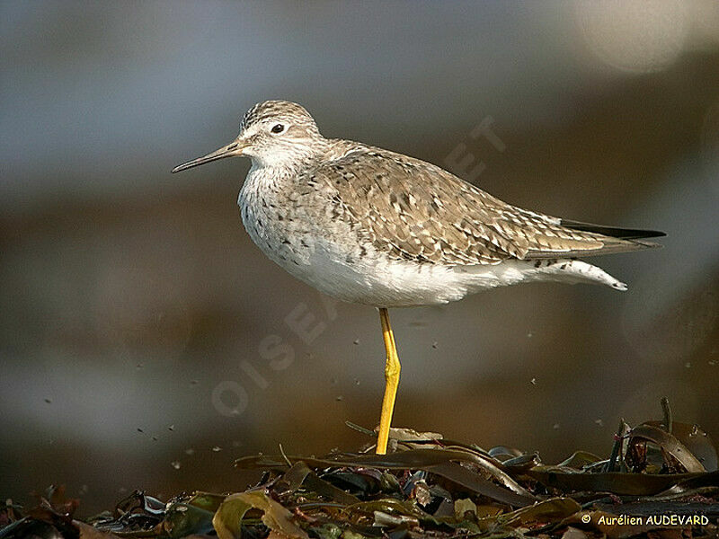 Lesser Yellowlegs
