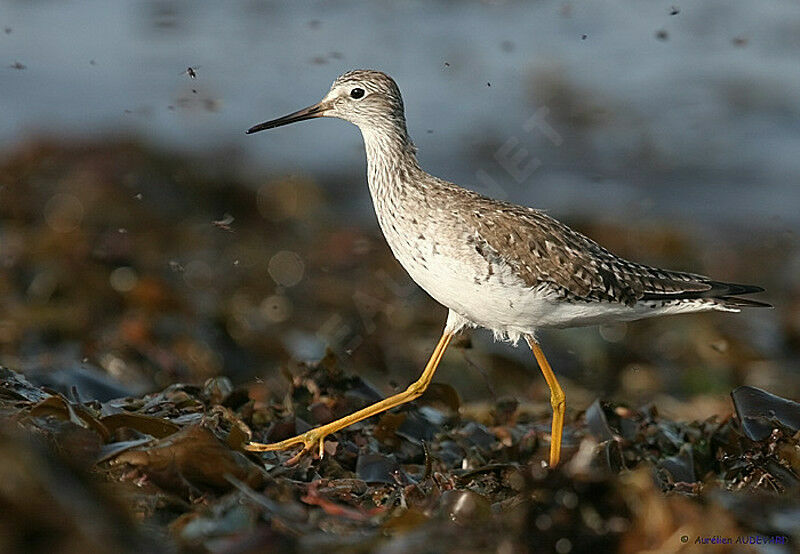 Lesser Yellowlegs