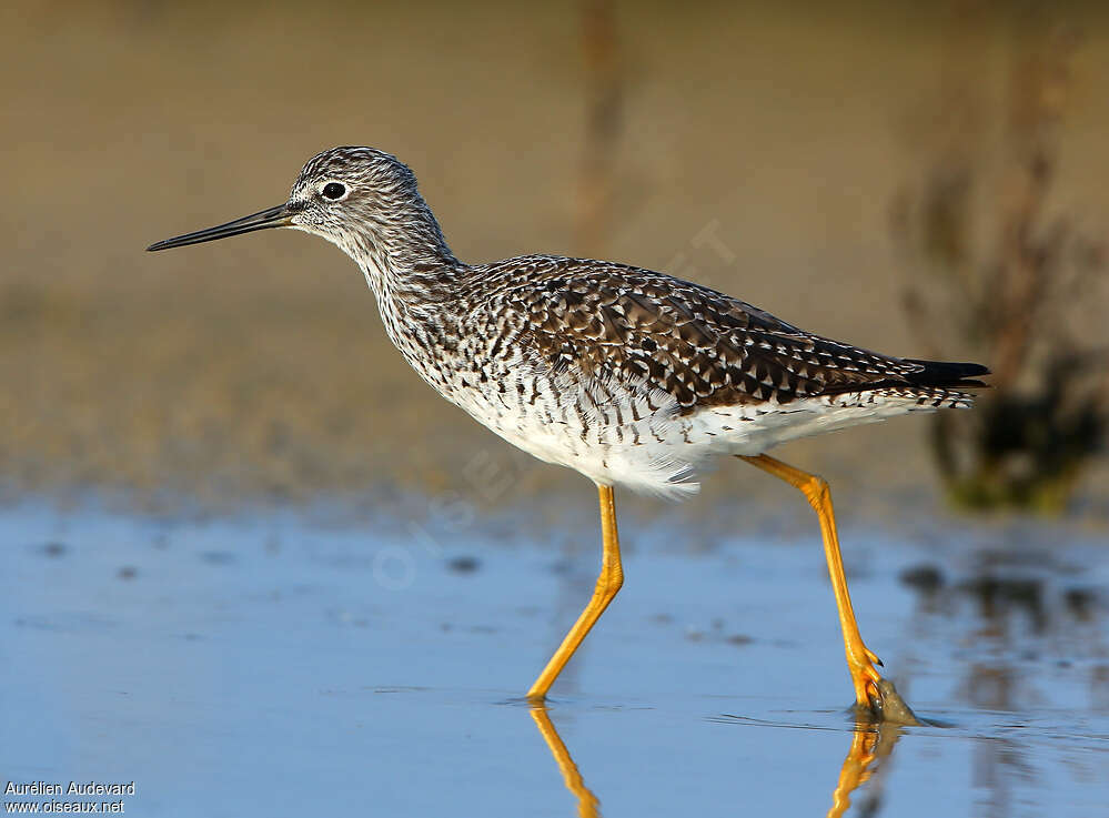 Lesser Yellowlegsadult breeding, identification