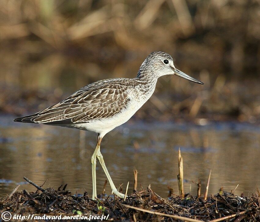 Common Greenshank