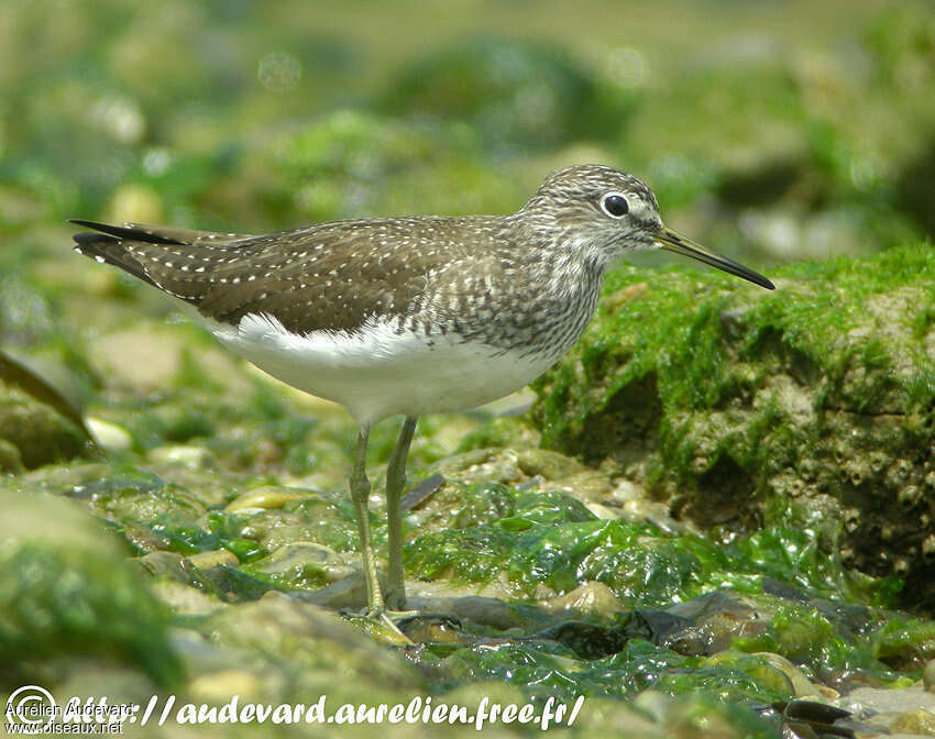 Green Sandpiperadult breeding, identification