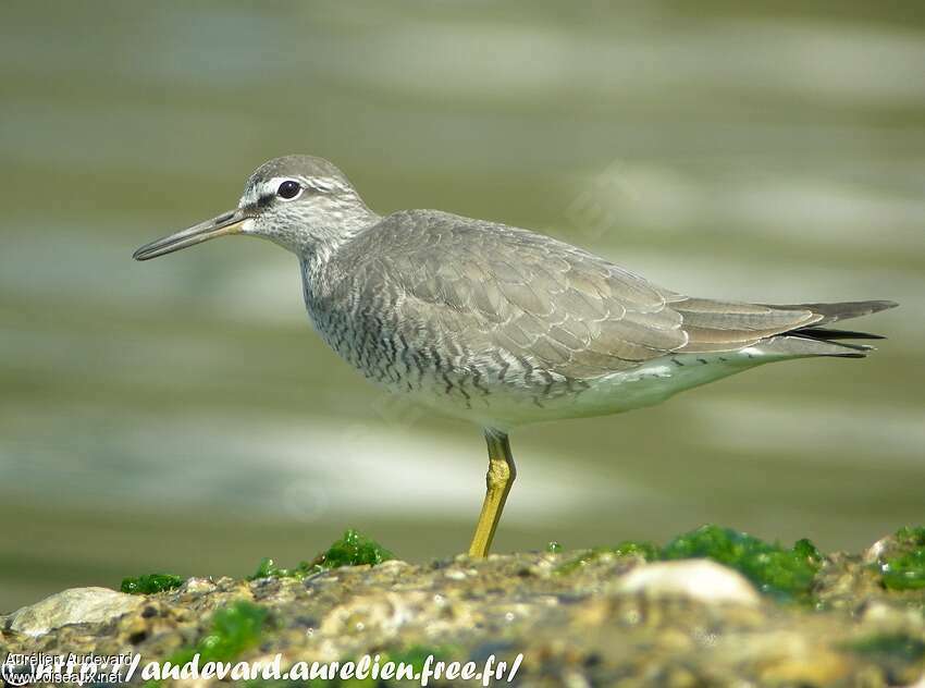 Grey-tailed Tattleradult breeding, identification