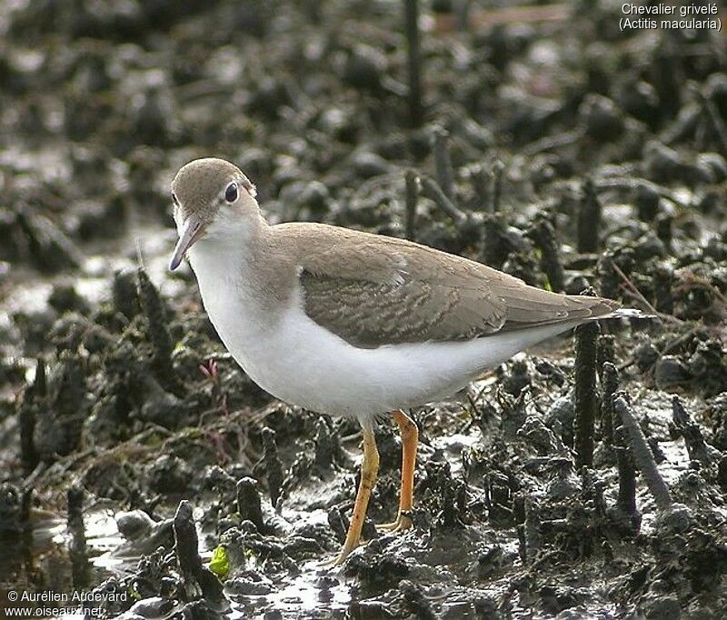 Spotted Sandpiper