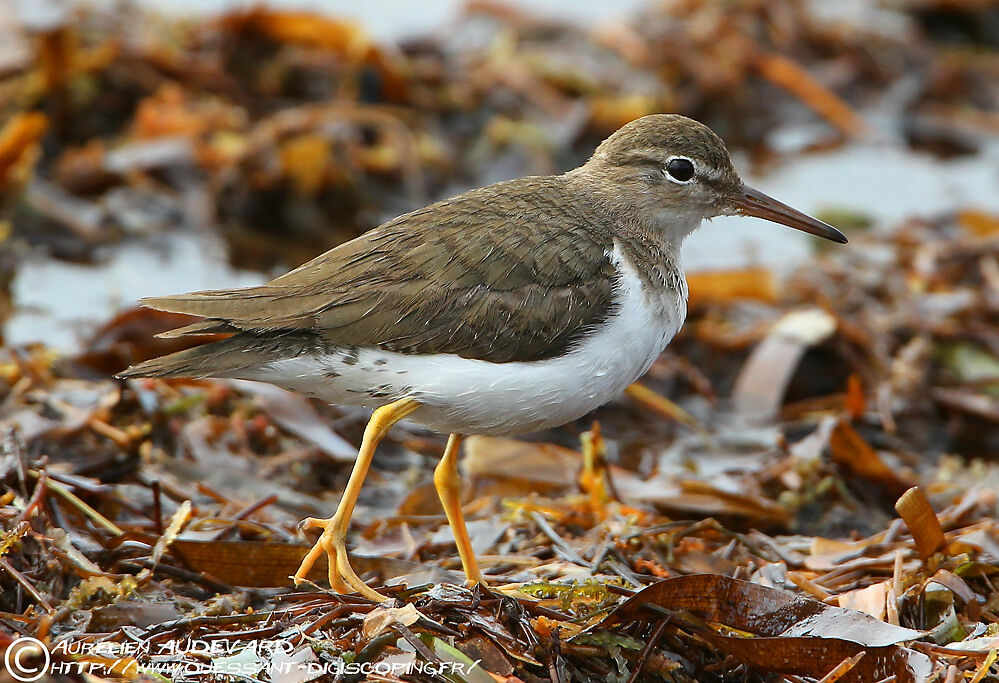 Spotted Sandpiper, identification
