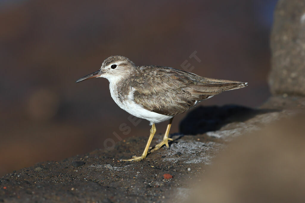 Spotted Sandpiper, identification