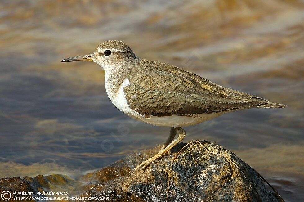 Common Sandpiper