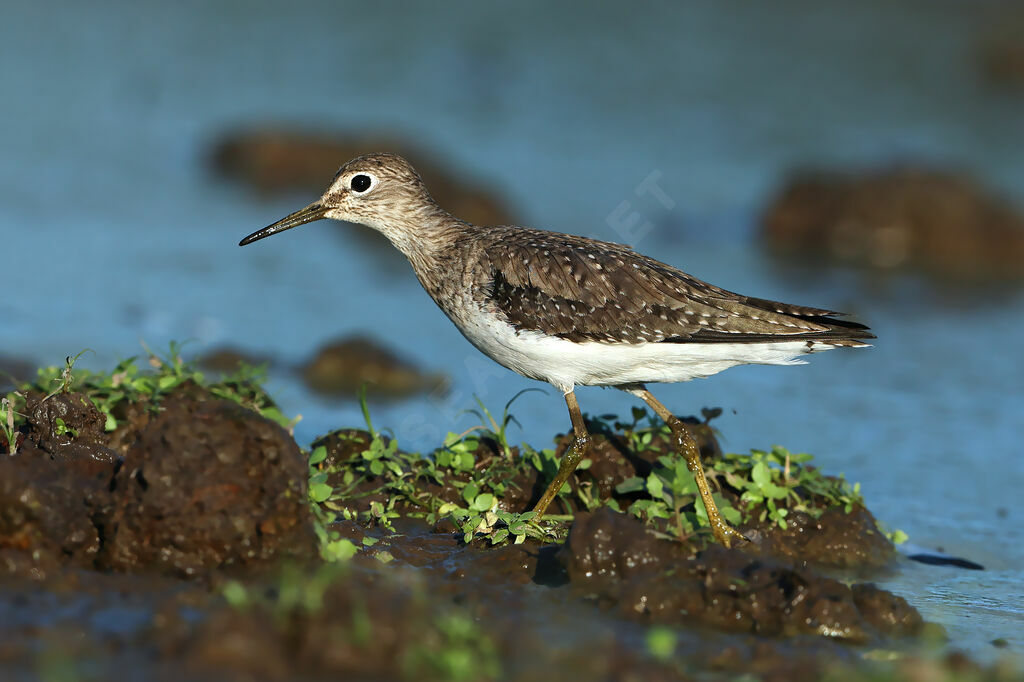 Solitary Sandpiper