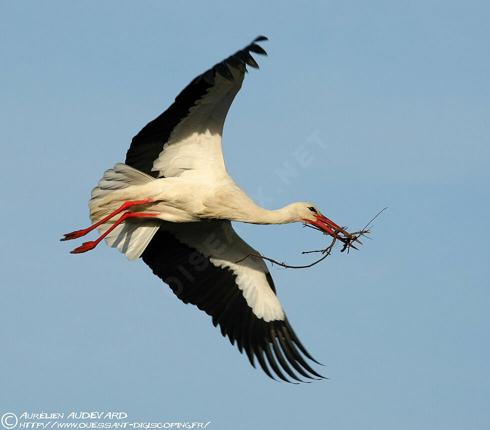 White Stork