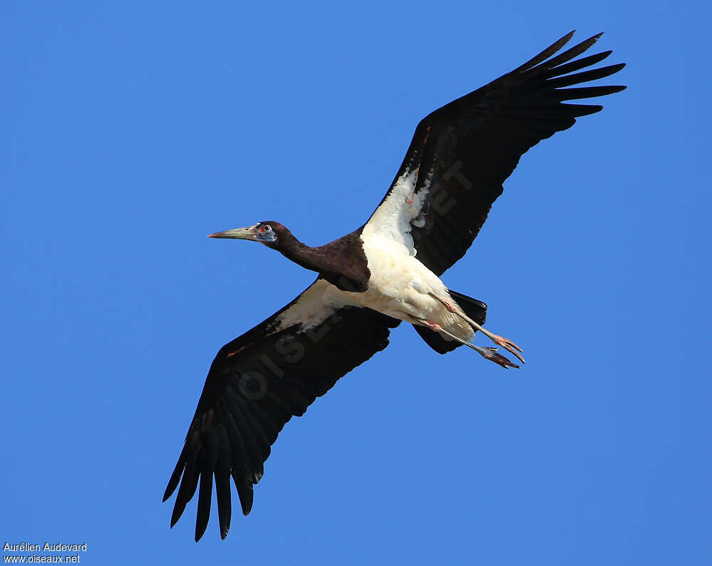 Abdim's Storkadult breeding, Flight