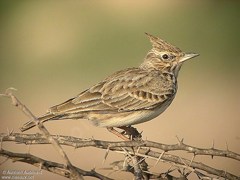 Crested Lark