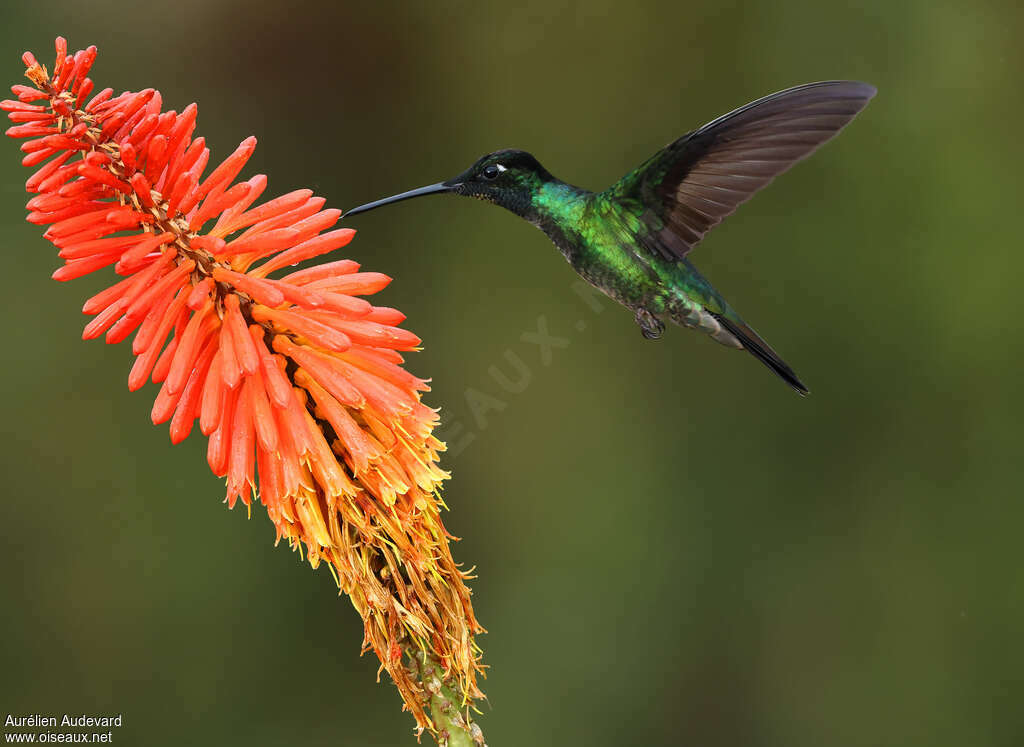 Colibri admirableadulte nuptial, identification