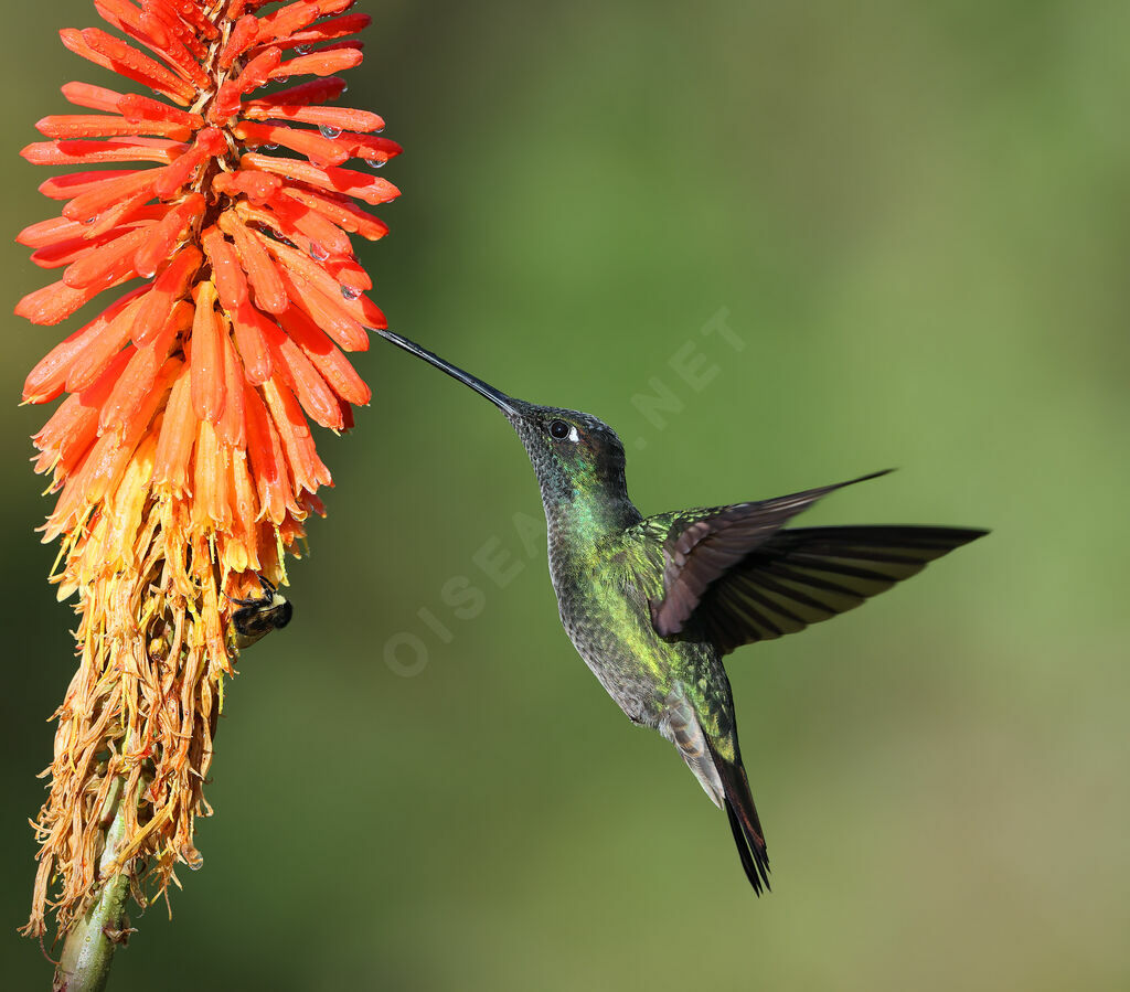 Colibri admirableadulte, composition, Vol, régime