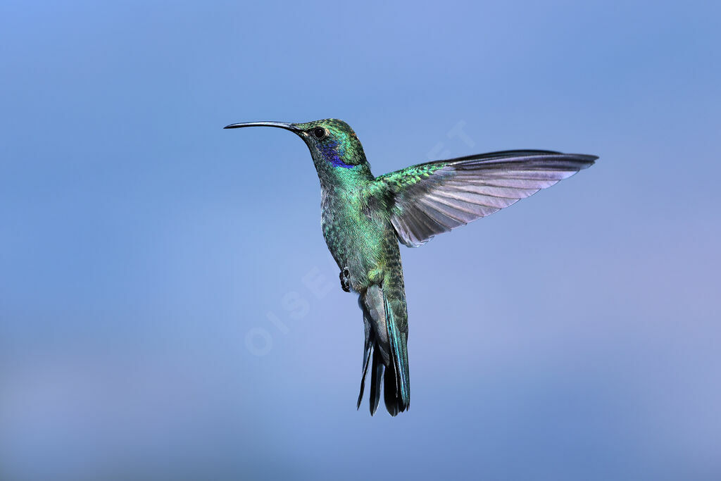 Lesser Violetearadult, Flight