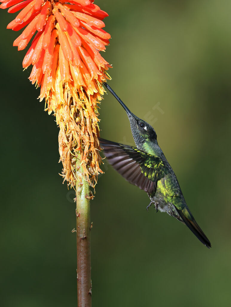 Talamanca Hummingbird