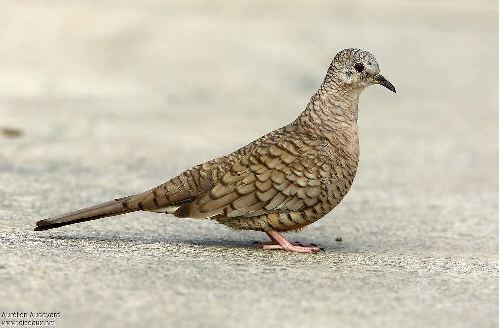 Inca Dove, identification