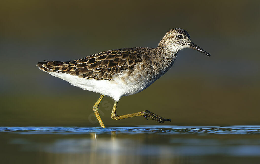 Combattant varié femelle adulte, identification