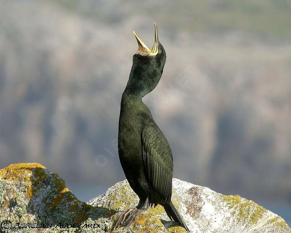 Cormoran huppéadulte, Comportement