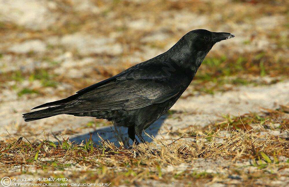 Corneille de rivage, identification