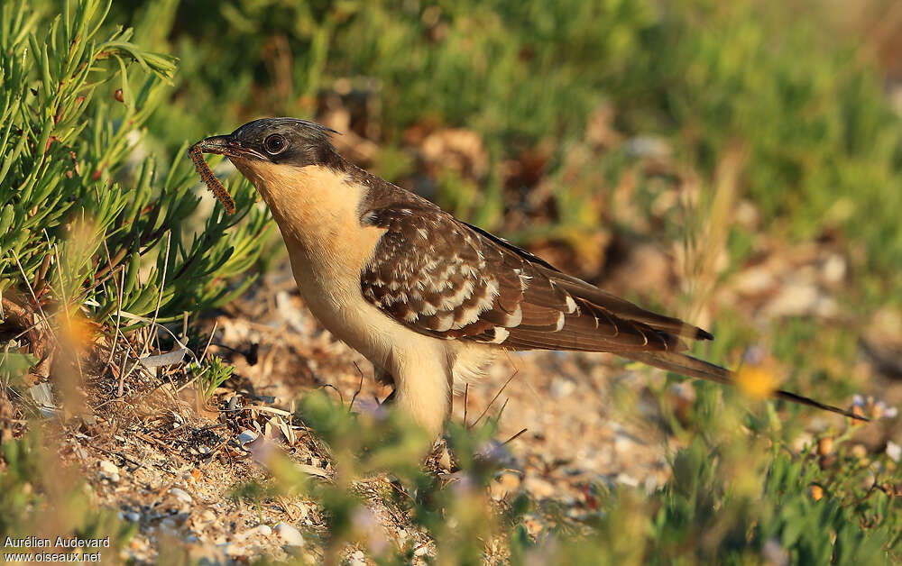 Great Spotted Cuckoojuvenile, feeding habits